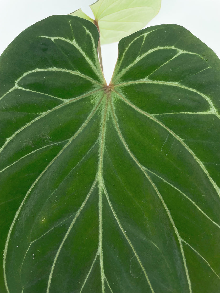 *Grower’s Choice* Anthurium King of Spades KOS