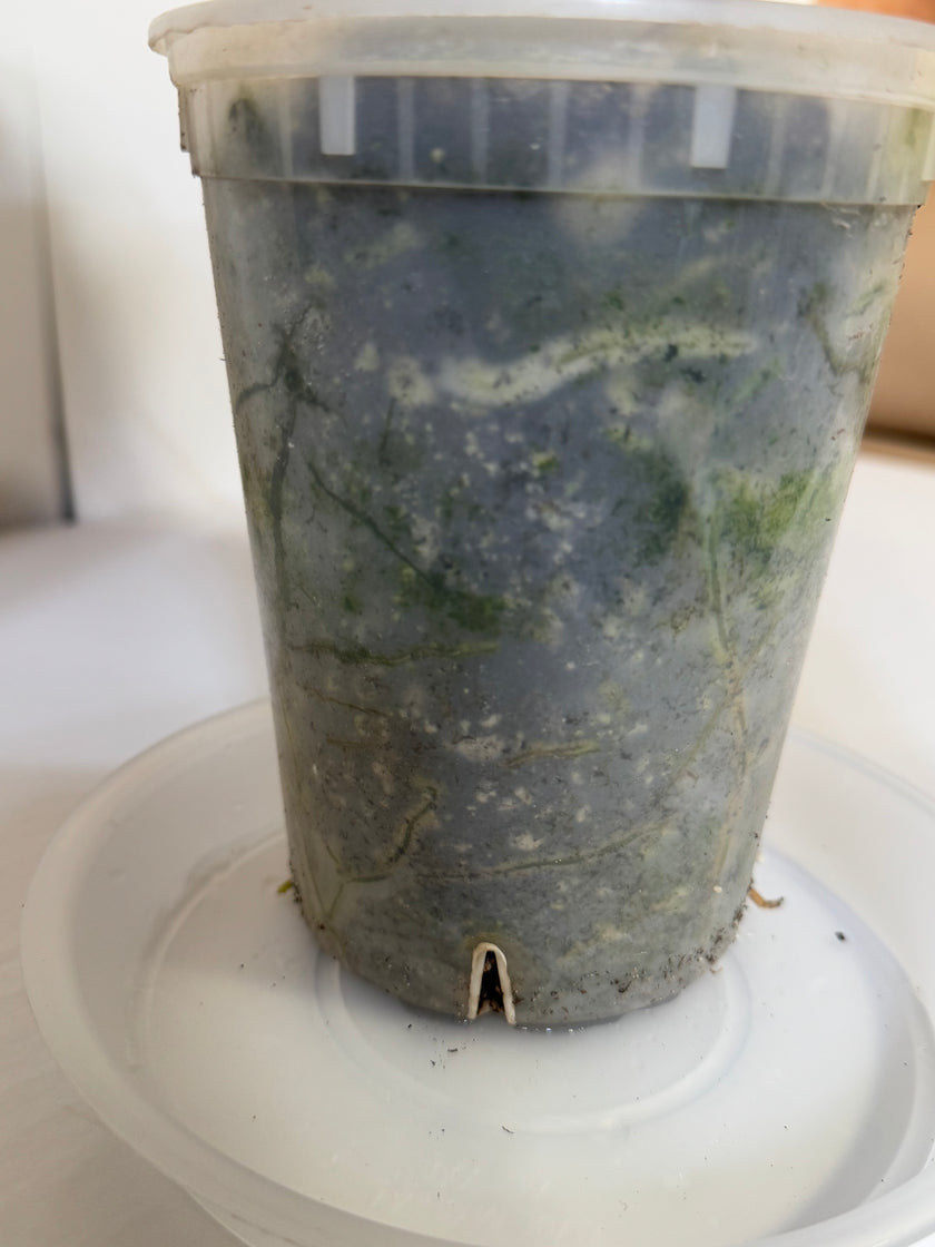 Anthurium Magnificum XL