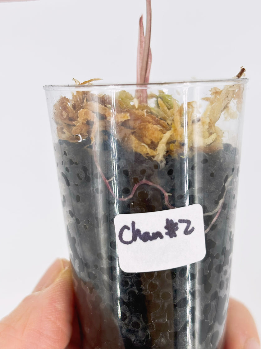 Pink Combo (Begonia Maculata Pink + Alocasia Chantrieri Pink)