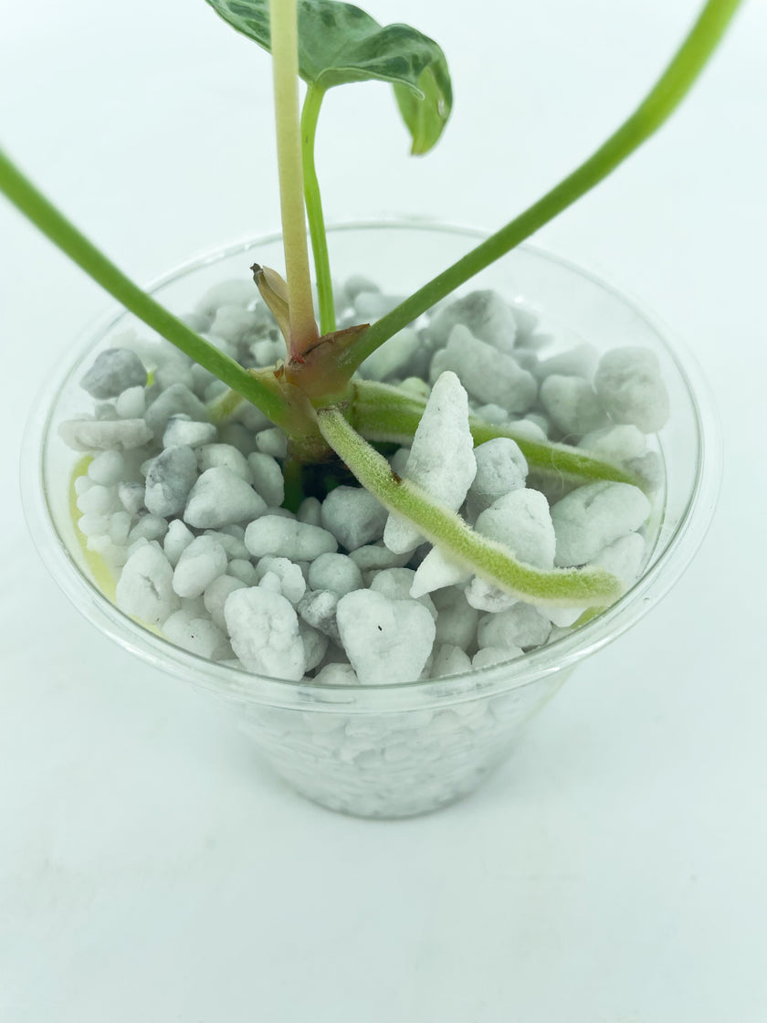 *AAA.Grower’s Choice* Anthurium Silver Blush