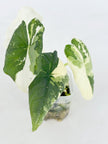 Alocasia Melo Albo@BC Warehouse