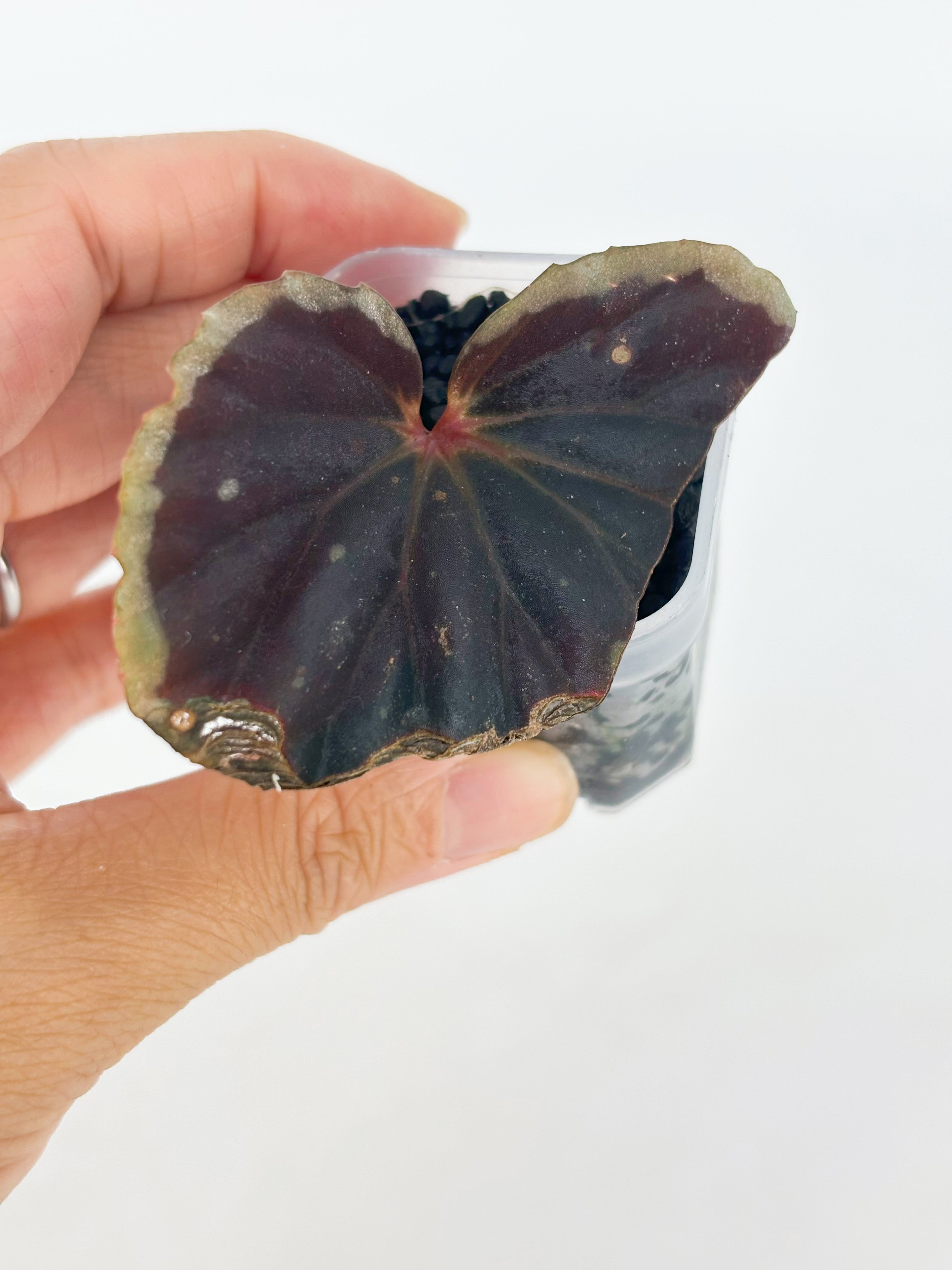 Begonia Darth x Maloch @BC Warehouse