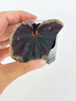 Begonia Darth x Maloch @BC Warehouse