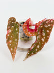 Begonia combo (Darth x Maloch & Pink Maculata) @BC Warehouse