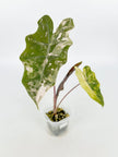 Alocasia Pseudo Pink Var@BC Warehouse
