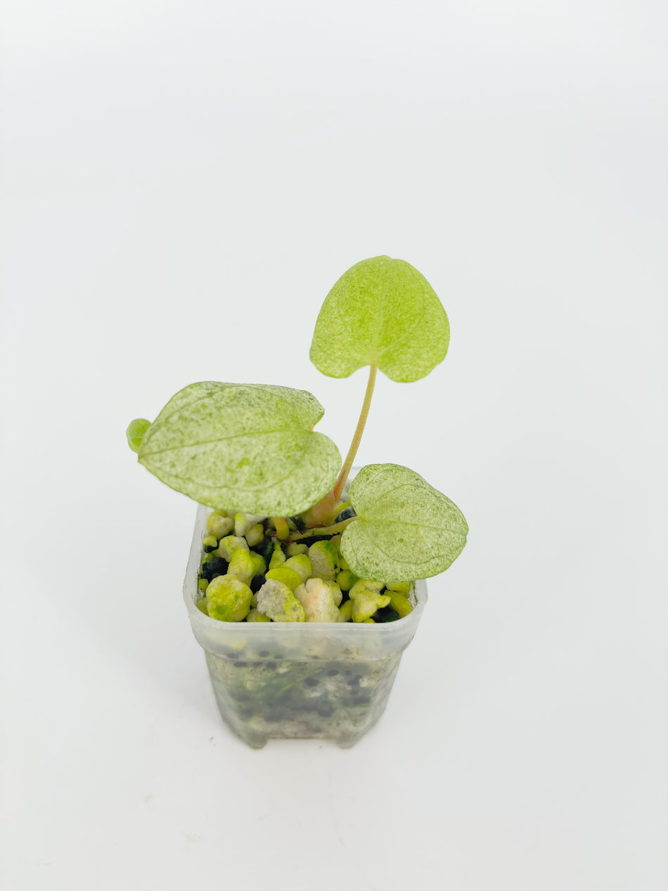 Anthurium Dark Phoenix Mint@BC Warehouse