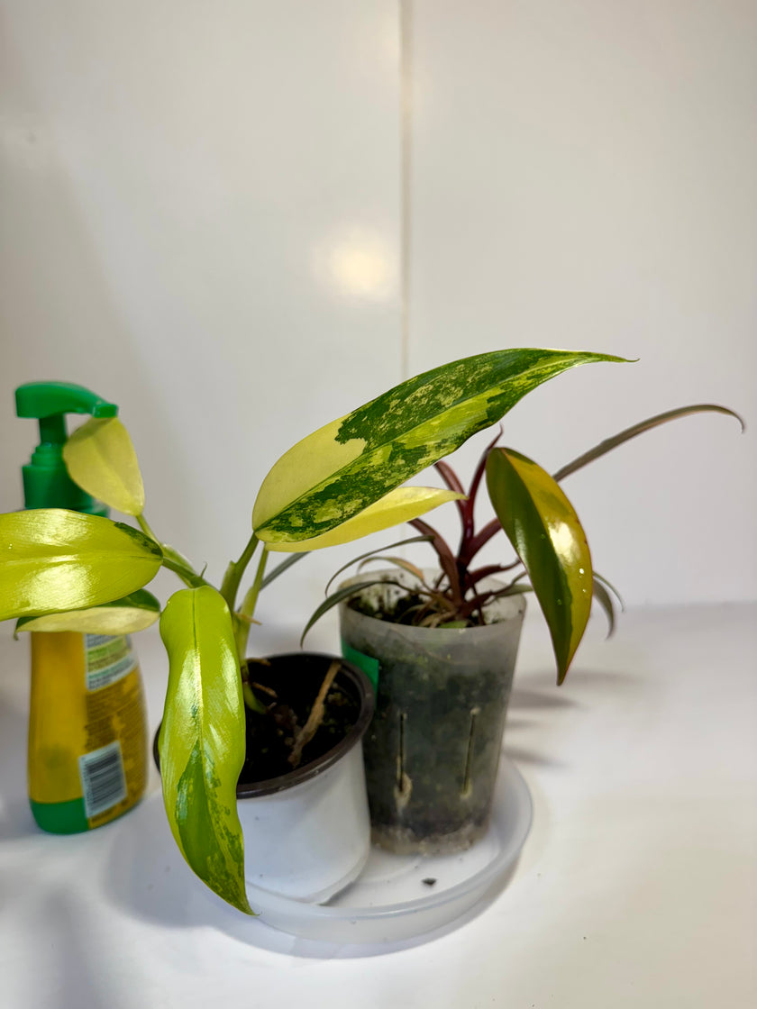 Philodendron Combo (strawberry shake and domesticum var)
