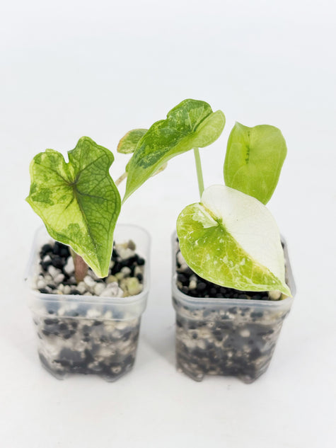 Alocasia Combo (Jacklyn Aurea & Dragon Scale Albo) @BC Warehouse