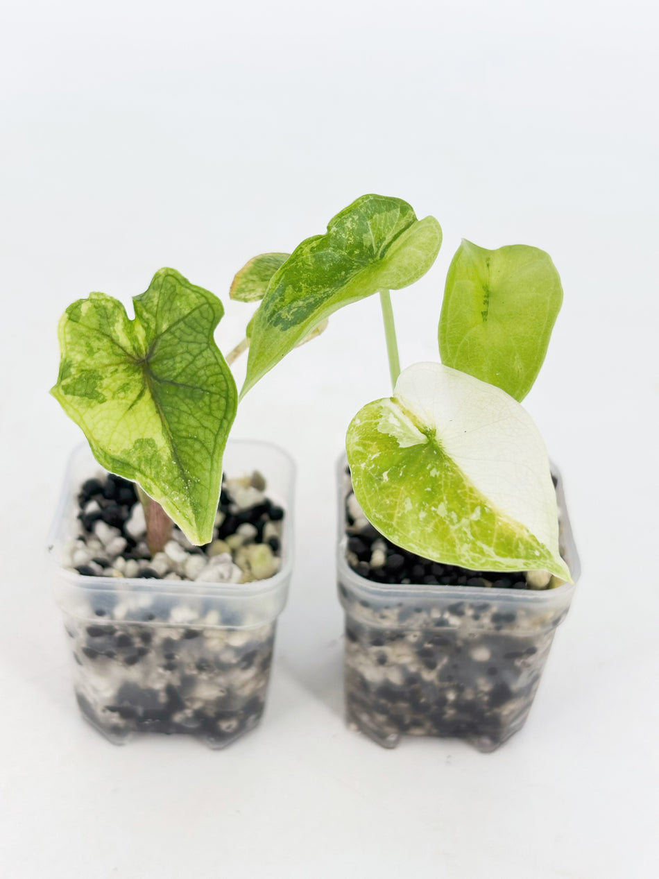 Alocasia Combo (Jacklyn Aurea & Dragon Scale Albo) @BC Warehouse