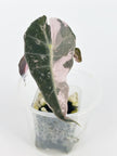 Alocasia Polly Pink@BC Warehouse