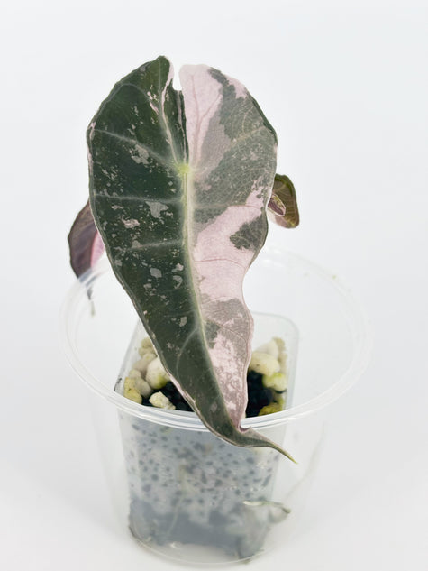 Alocasia Polly Pink@BC Warehouse