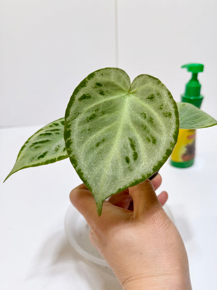 *Grower’s Choice* Anthurium Silver Chrome
