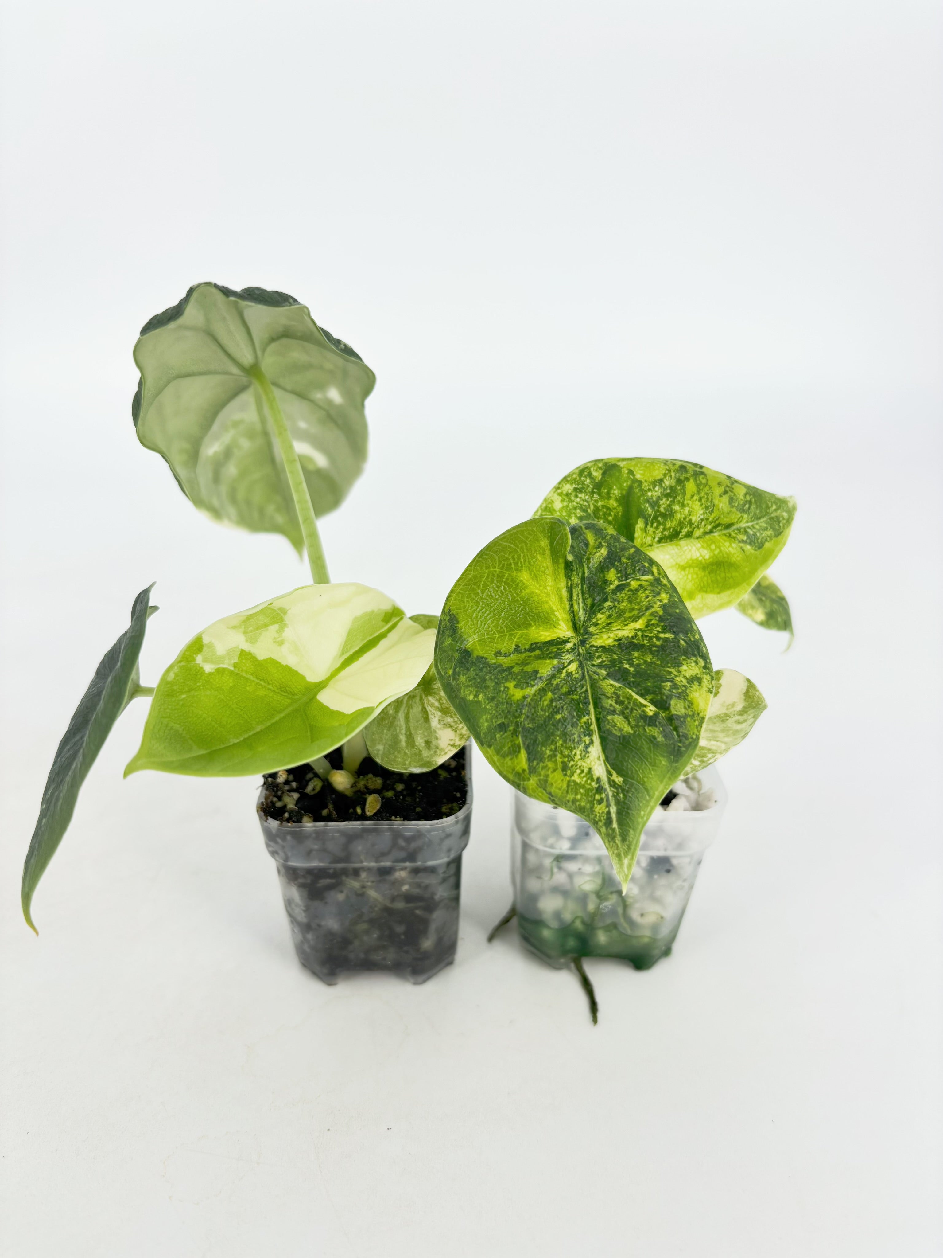 Alocasia Melo Duo@BC Warehouse