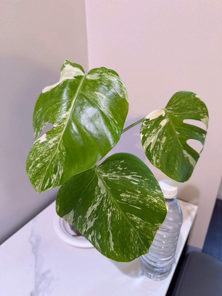 Monstera Albo