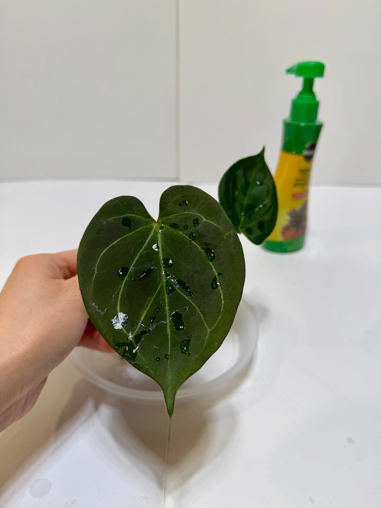 Anthurium King of Spades (KOS)