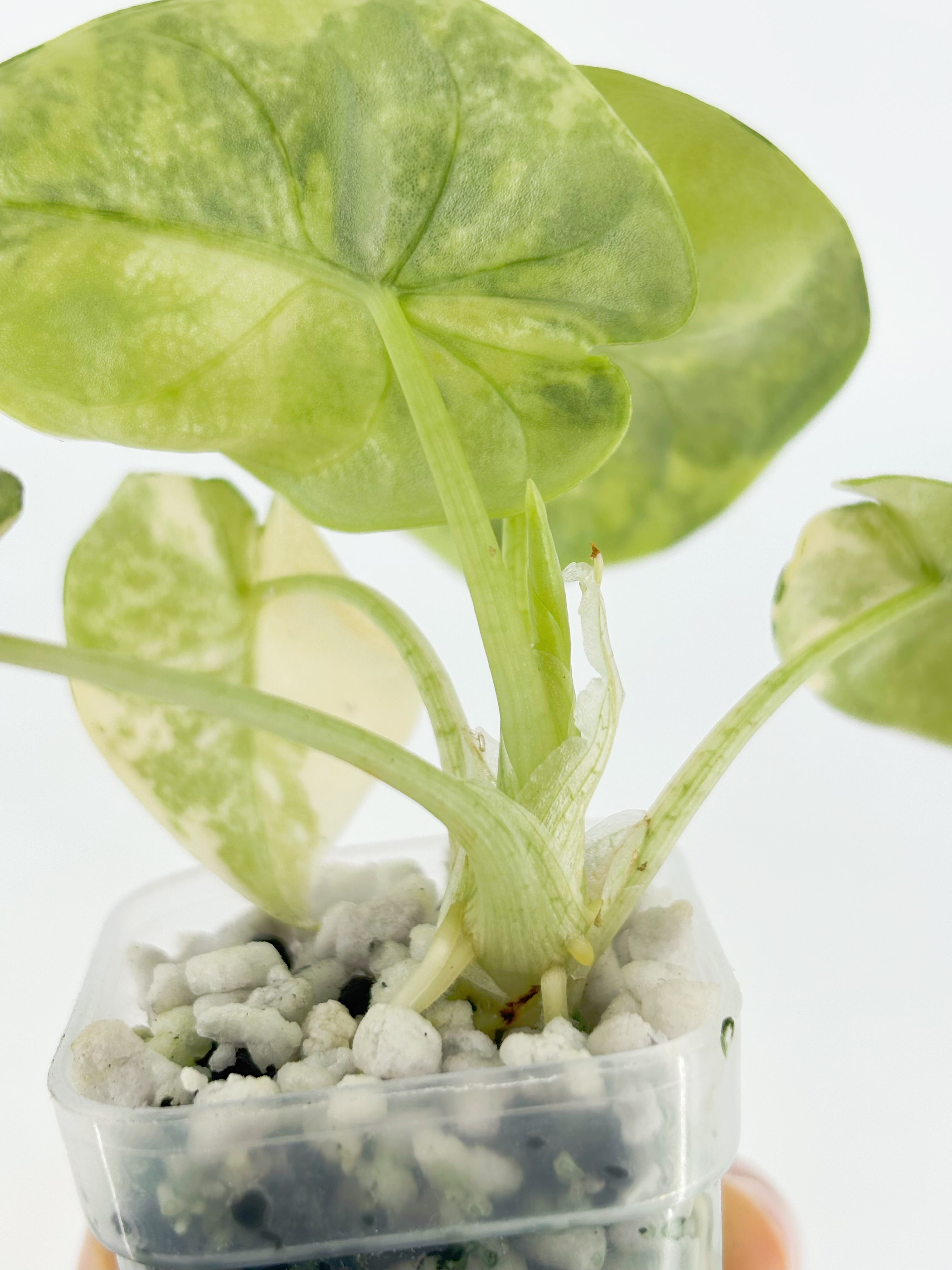 Alocasia Melo Duo@BC Warehouse