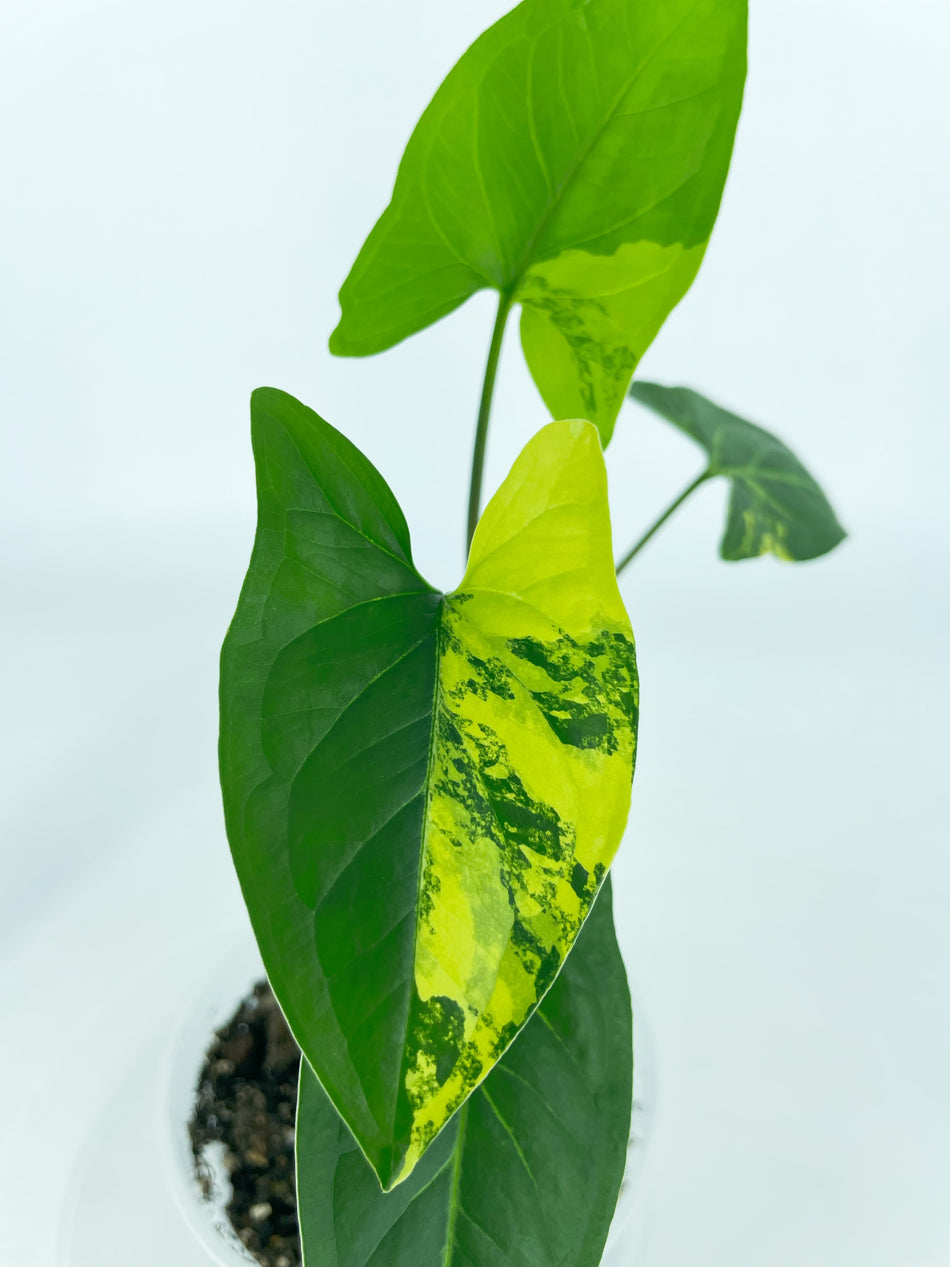 Syngonium Aurea