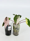Alocasia Combo (Yucanta princess Albo+ Chantrieri Pink)@BC Warehouse