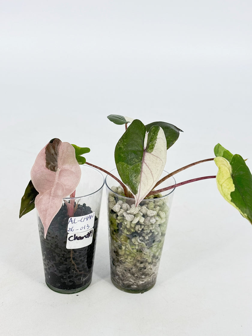 Alocasia Combo (Yucanta princess Albo+ Chantrieri Pink)@BC Warehouse
