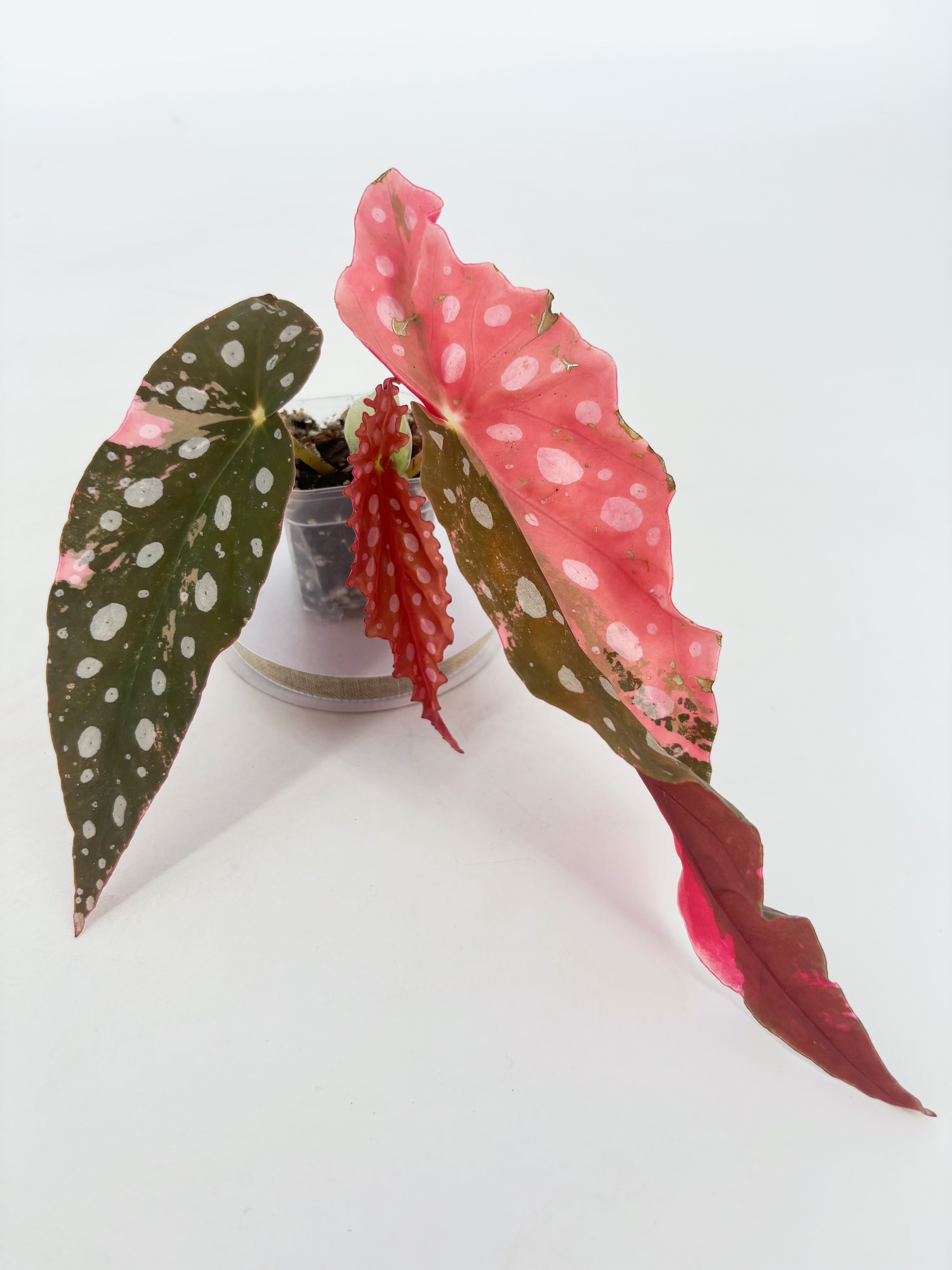 Begonia Maculata Pink @BC Warehouse