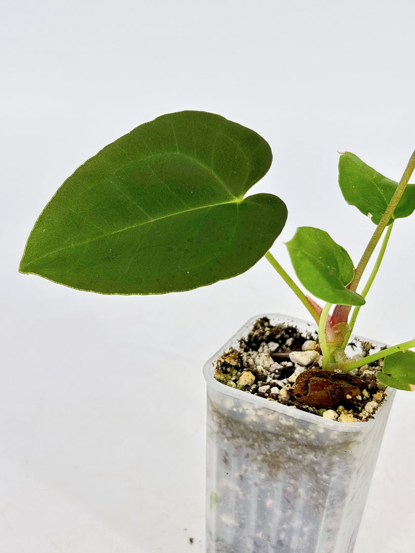 Anthurium Combo (papi fsrl x forgetii df & reverted Crystallinum var)@BC Warehouse