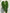 Anthurium Magnificum XL