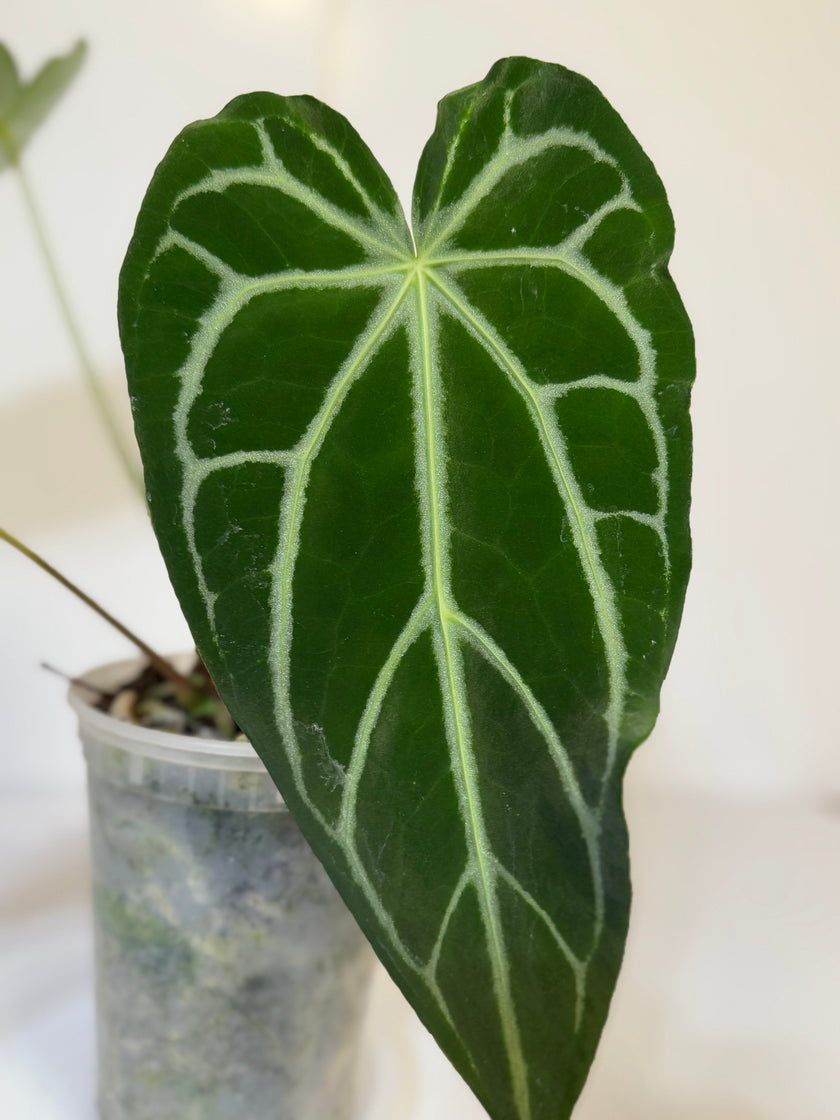 Anthurium Magnificum XL