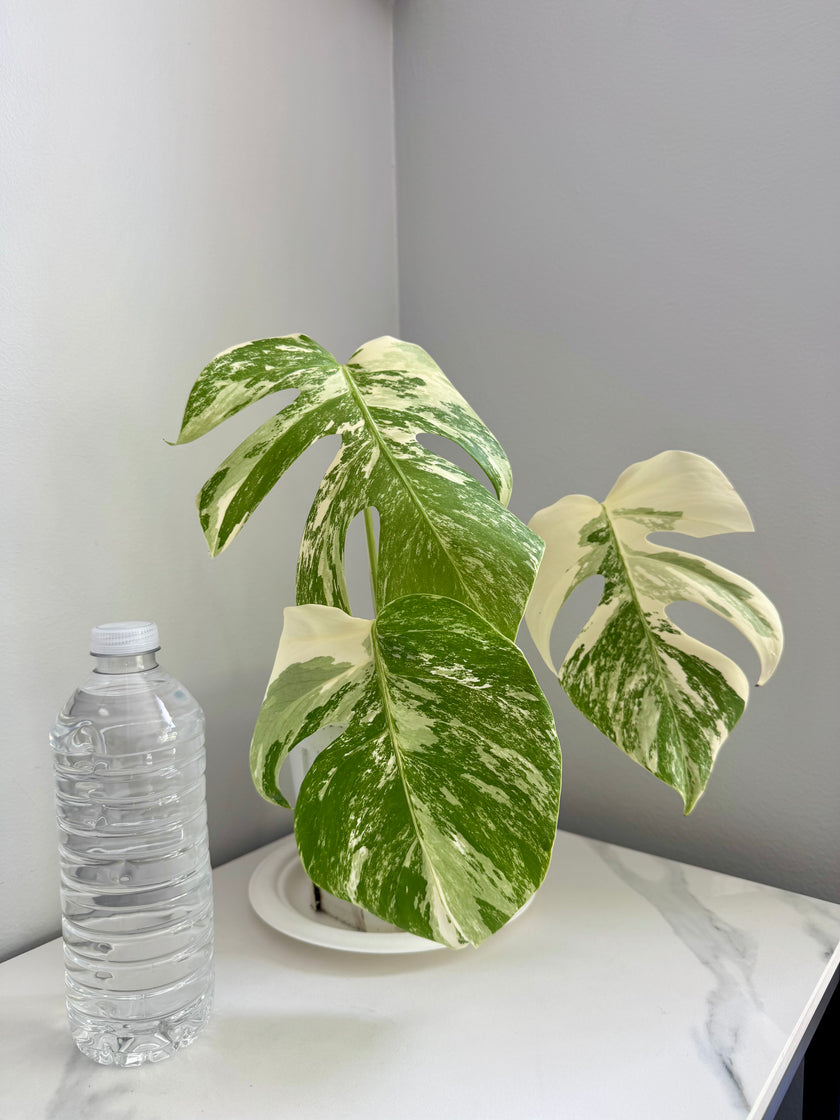 Monstera Albo *Pick Up& GTA Delivery Only*