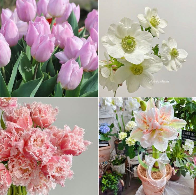 Fall Bulb Final Amount (Please select quantity for price, e.g. for $10, please enter 100 quantity *0.1=$10)