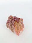 Begonia Lamoon@BC Warehouse *Shipping on hold during winter*