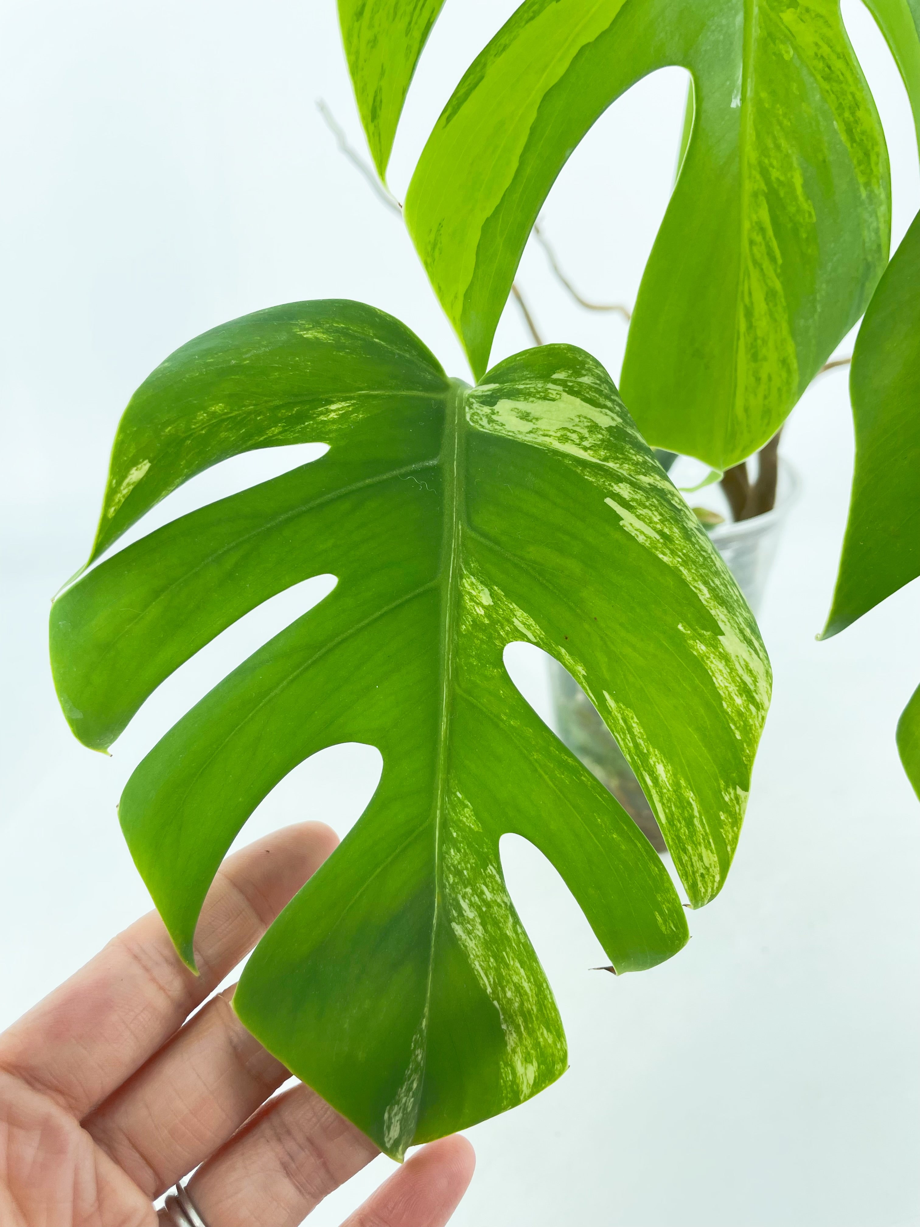 Monstera Aurea