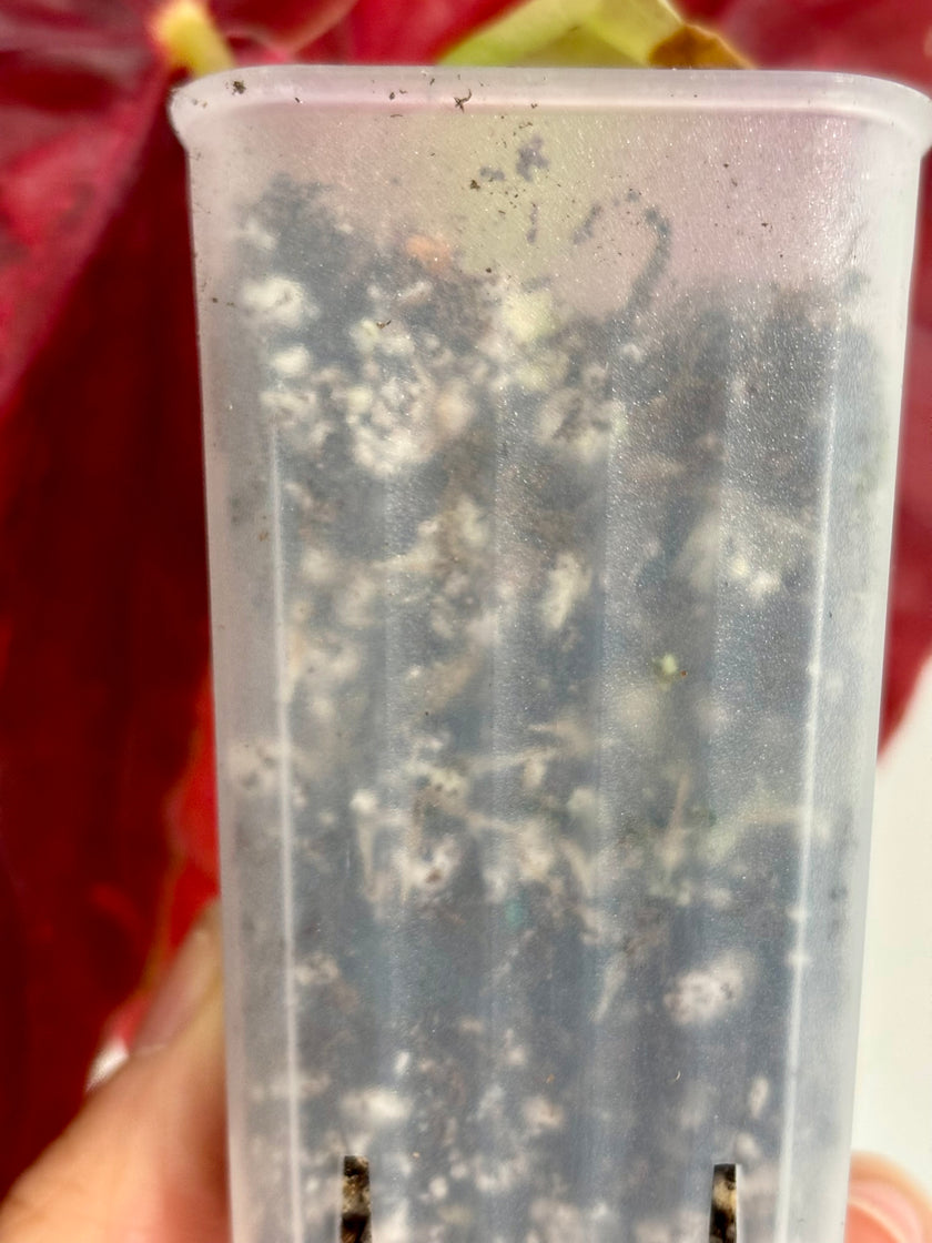 Begonia Maculata Pink Var