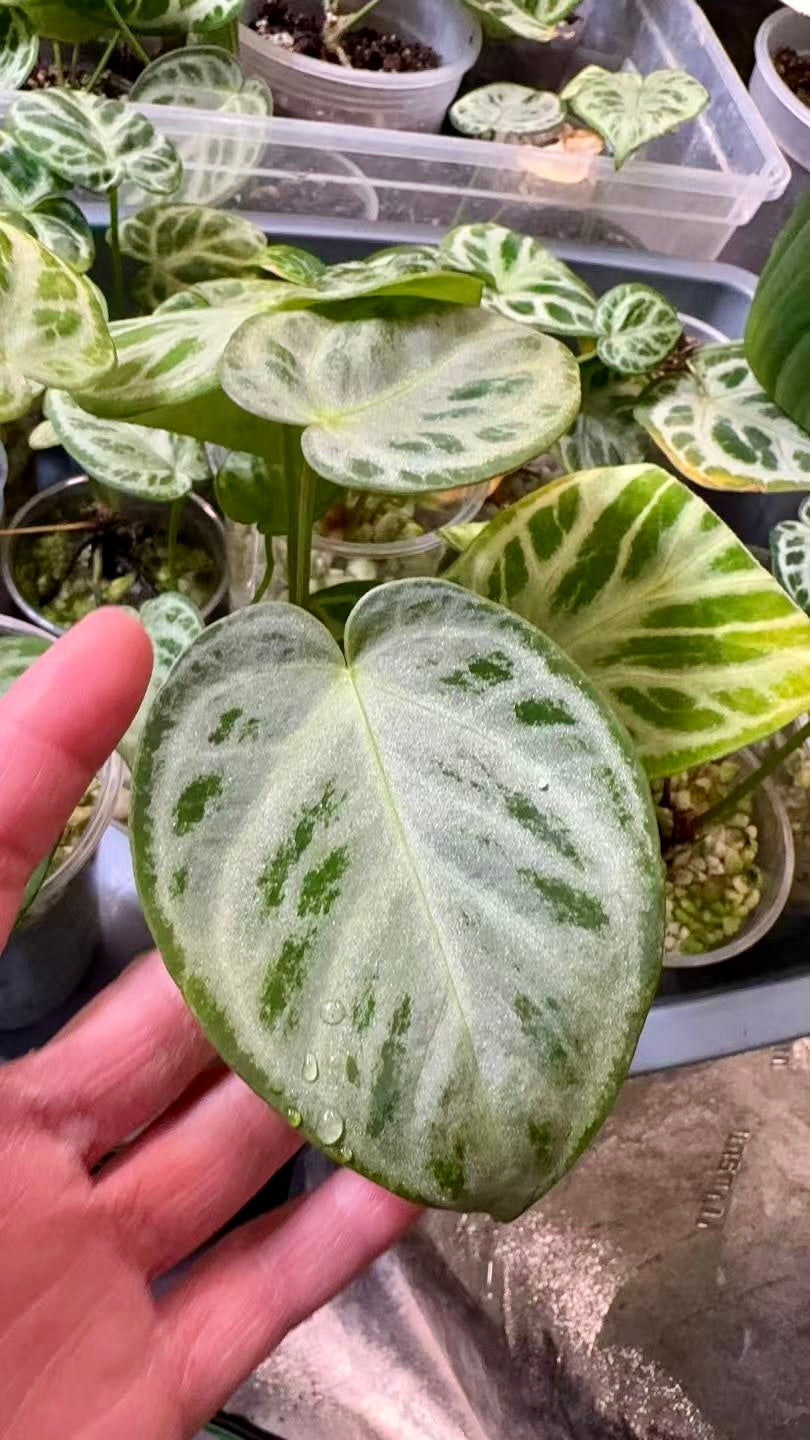 Anthurium Silver Blush (3 inch pot)*Multiple Available Random Selection*