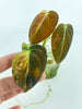 Philodendron Melanochrysum Variegated