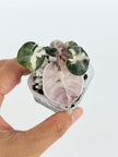 Heart Ballon Albo/Pink var@BC Warehouse