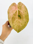 Anthurium Dark Phoenix × Goliath Var @BC Warehouse