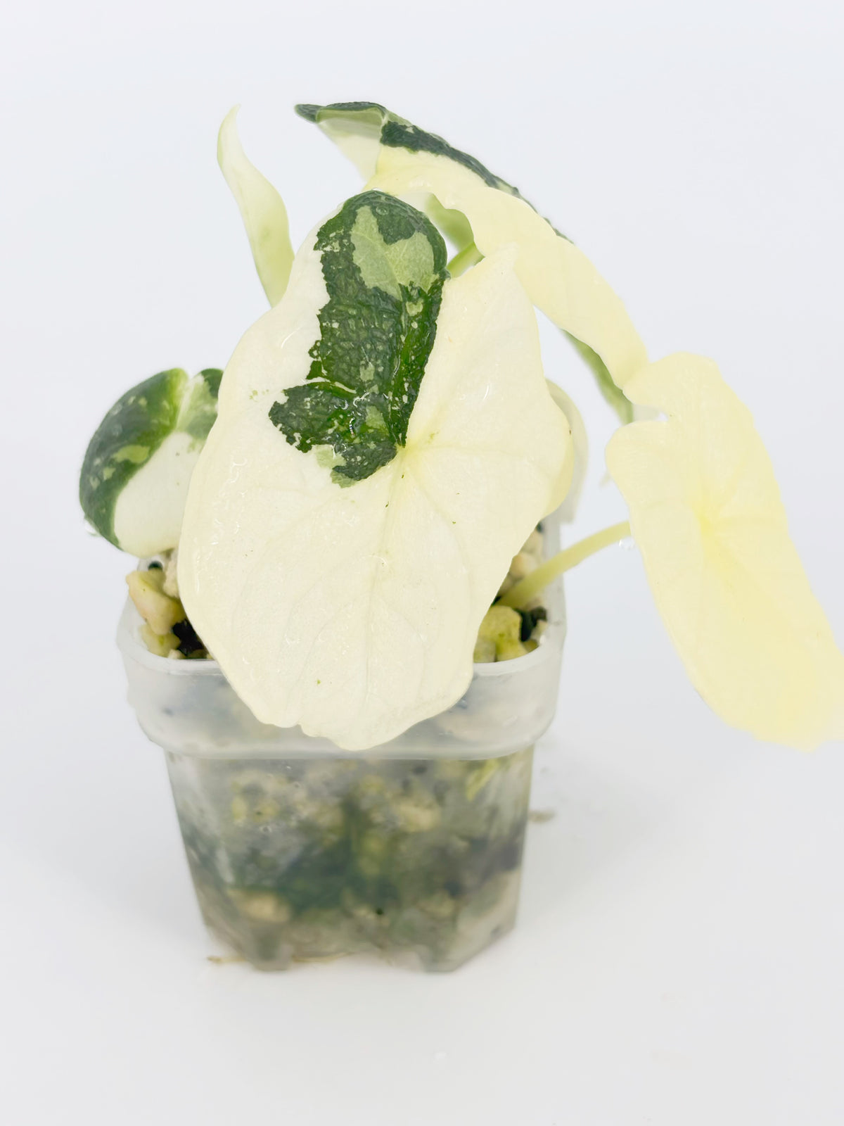 Alocasia Melo Albo@BC Warehouse