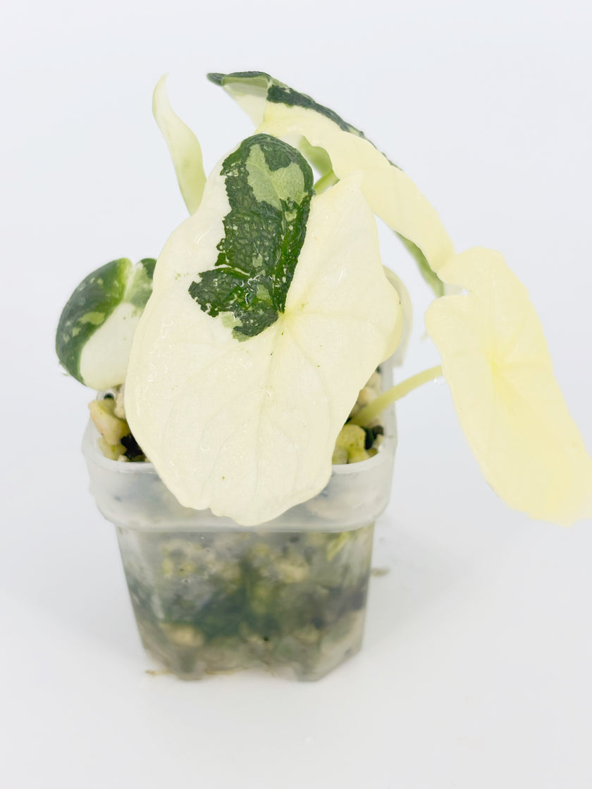 Alocasia Melo Albo@BC Warehouse