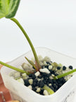 Anthurium Crystallinum Var@BC Warehouse