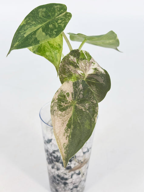 Alocasia Wentii Albo/Pink@BC Warehouse
