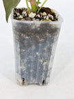 Anthurium Combo (papi fsrl x forgetii df & reverted Crystallinum var)@BC Warehouse