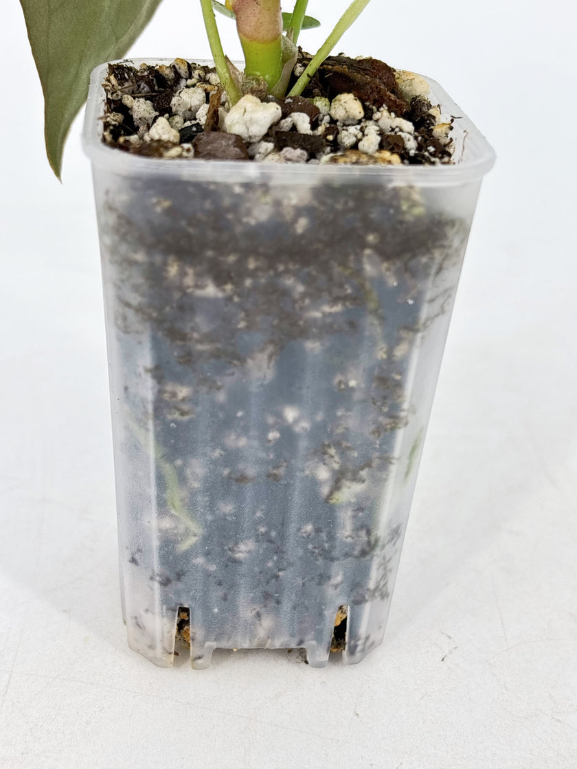Anthurium Combo (papi fsrl x forgetii df & reverted Crystallinum var)@BC Warehouse