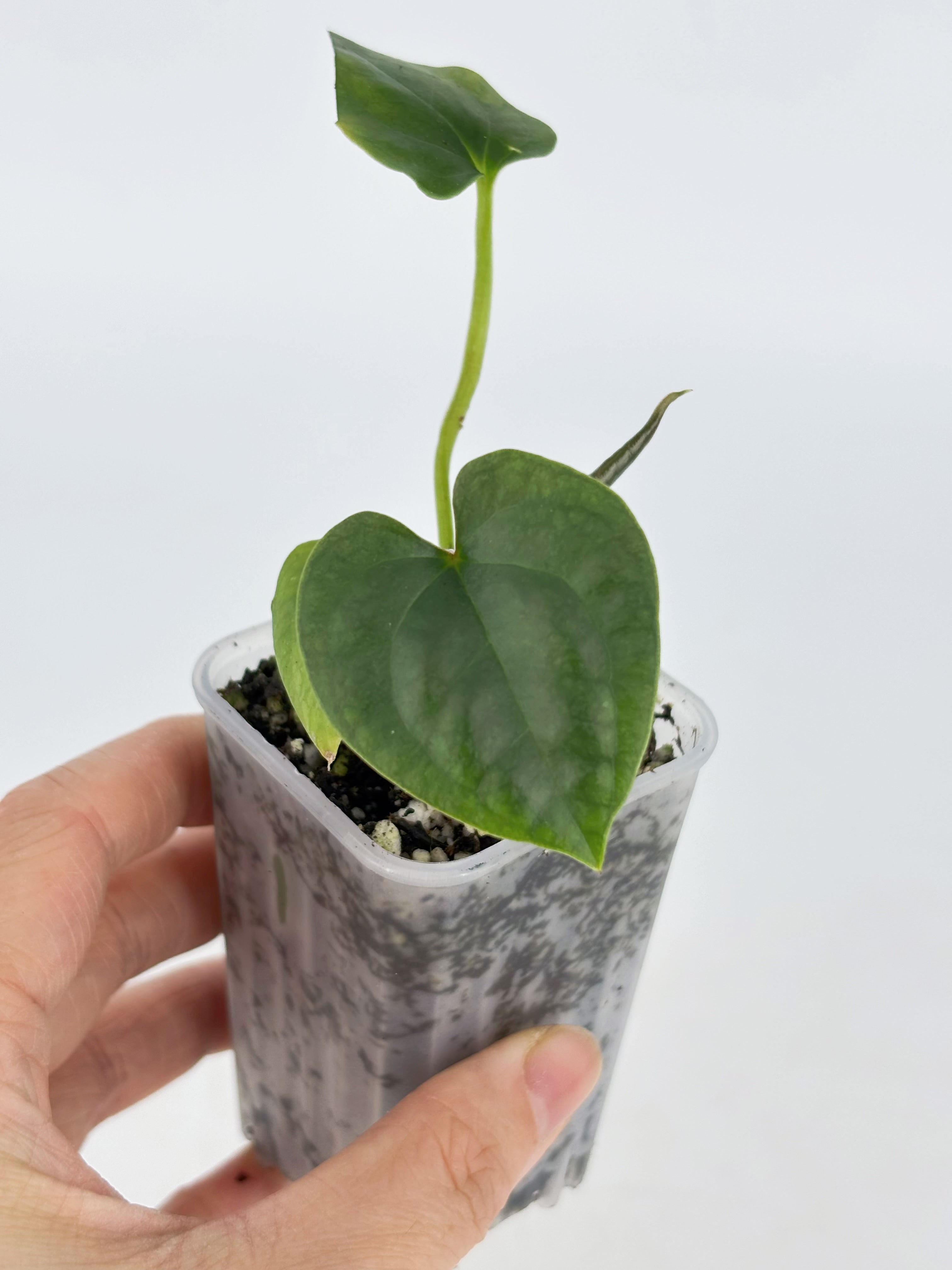 Anthurium Combo (Luxurian Self & Papi fsrl x Dark Forgetii)