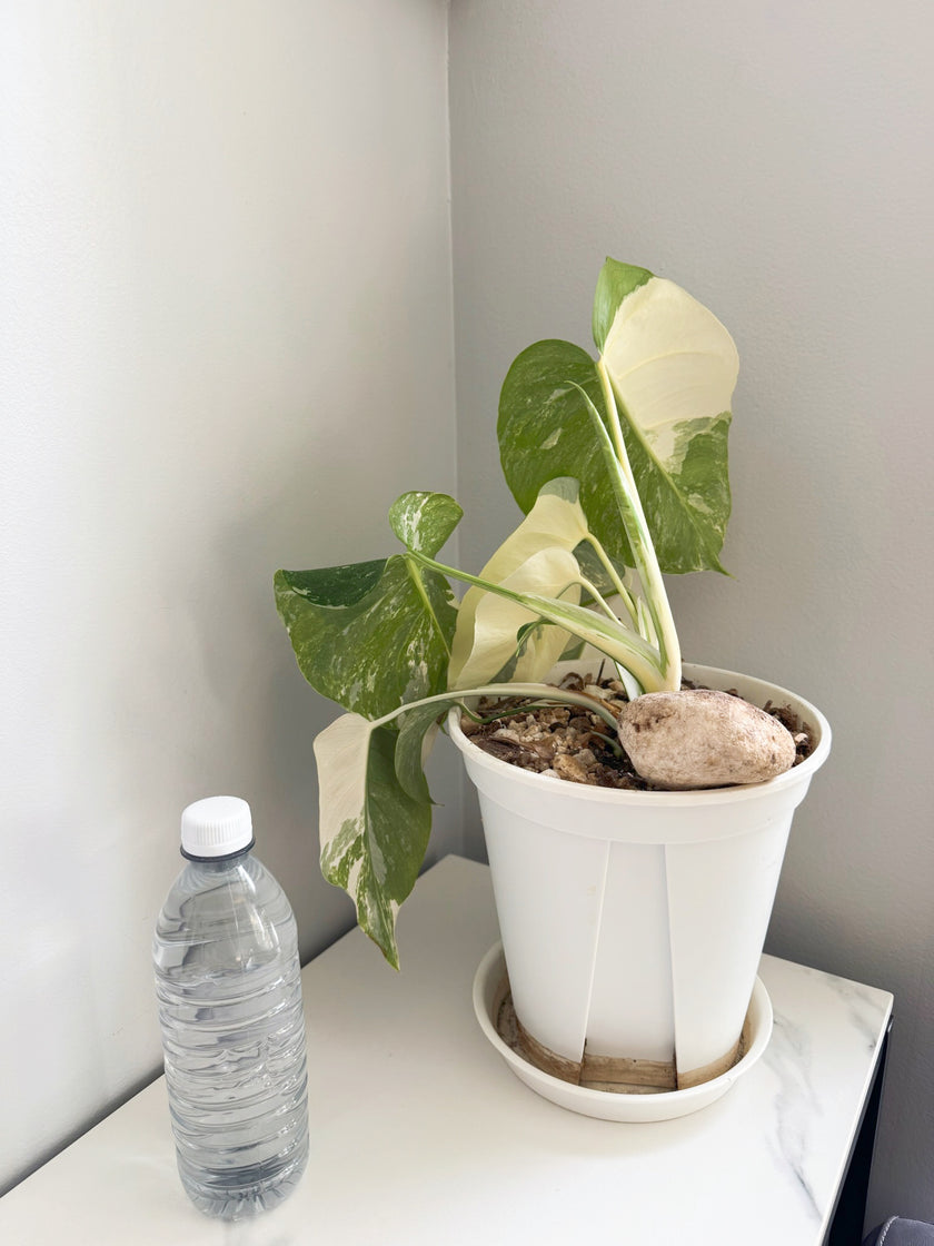 Monstera Albo -Japan *Pick up& GTA Delivery Only* @Markham Warehouse