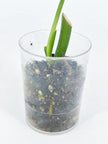 Rare Plant Starter Box@BC Warehouse *Local Pick up or Delivery Only*