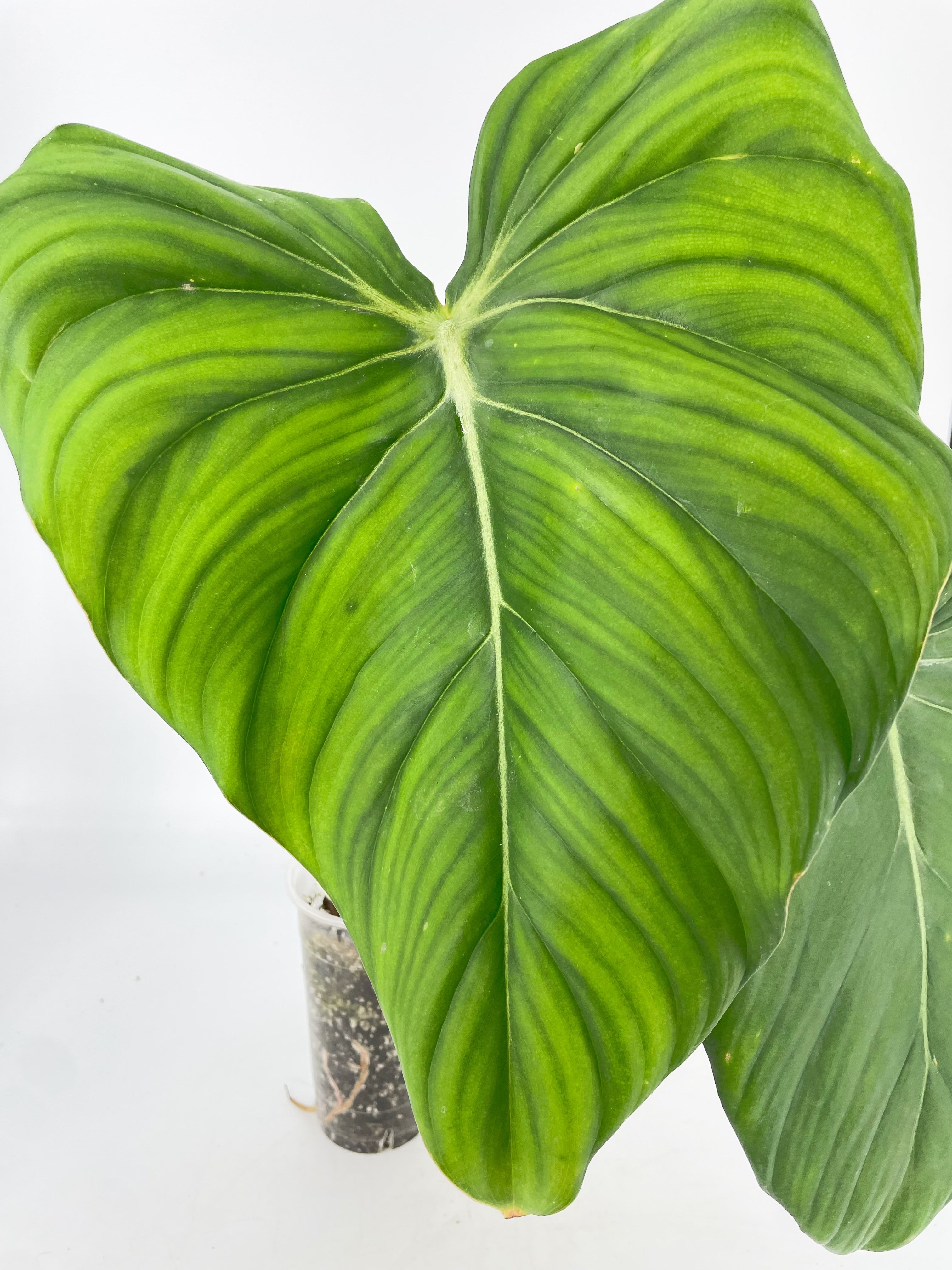 Philodendron McDowell XL *Pick up& GTA Delivery only*