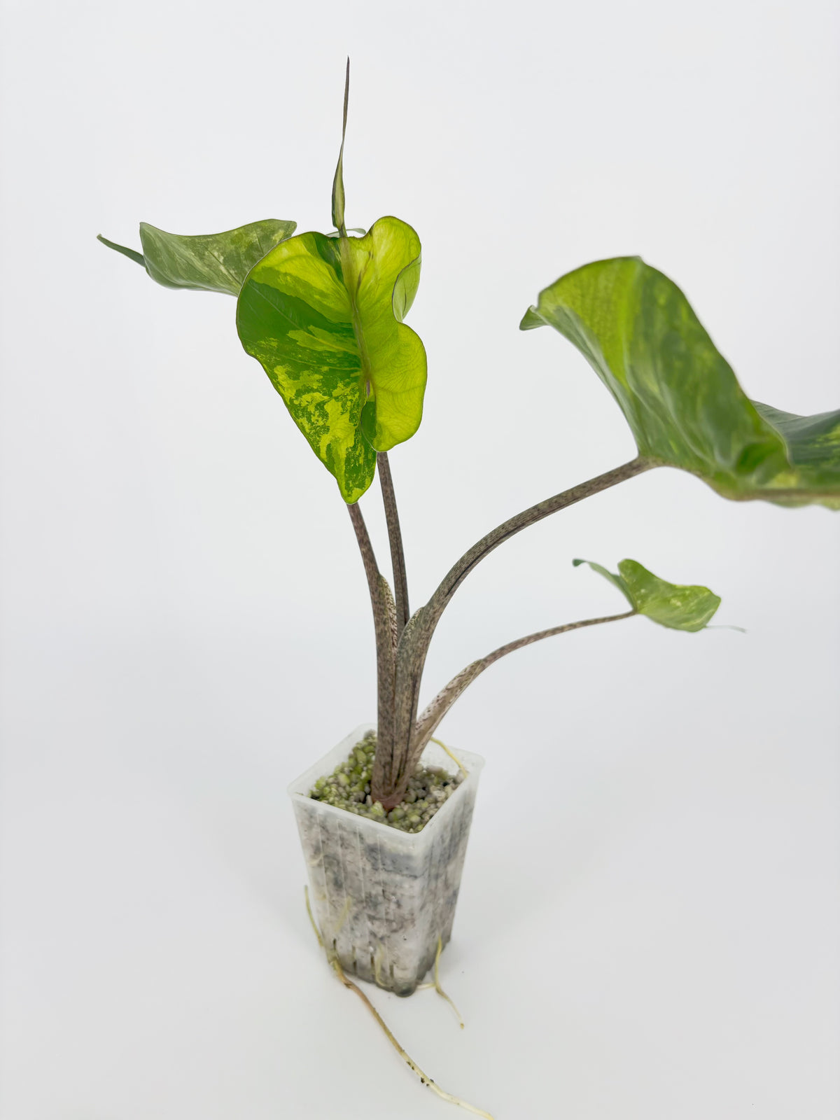 Alocasia Stingray Aurea XXL @BC Warehouse *Local Pick Up&Delivery Only*