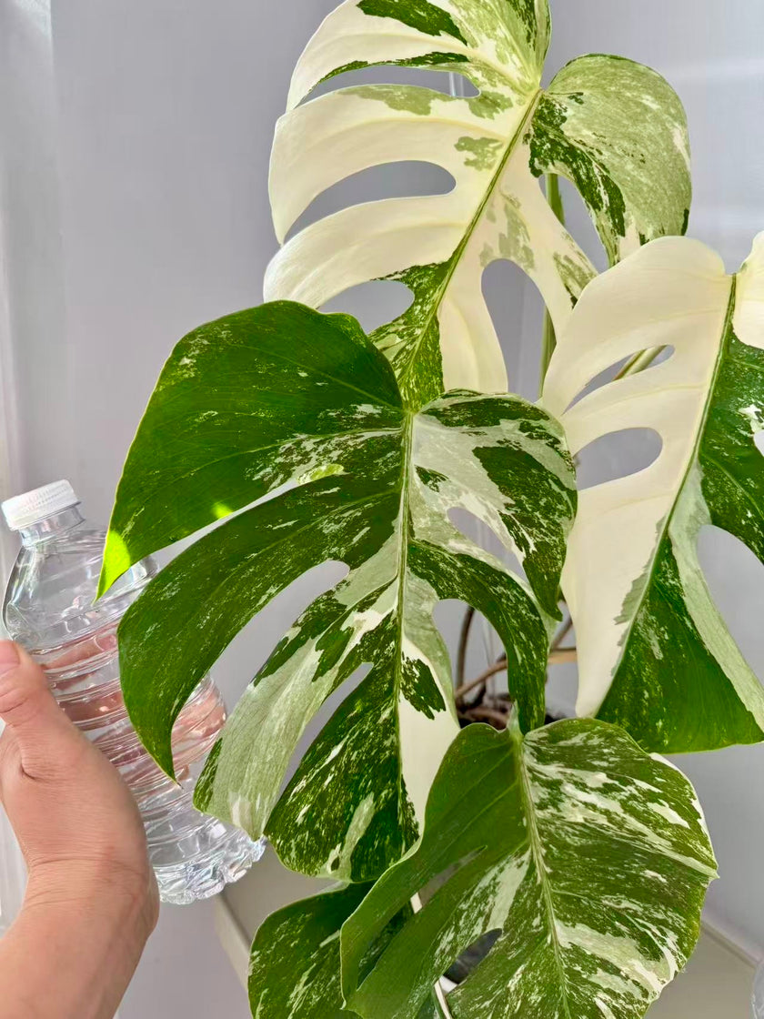 Monstera Albo -Japanese XL (Pick up& GTA Delivery Only)