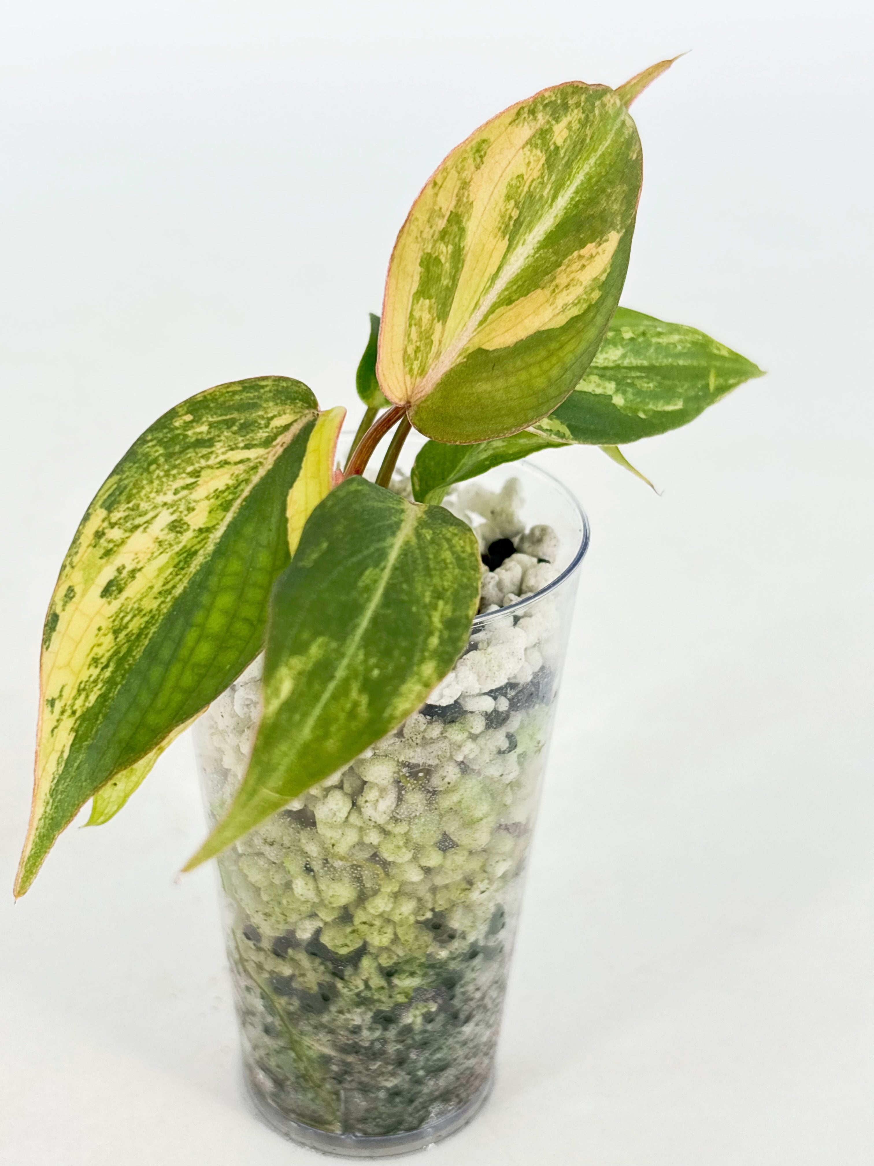 Philodendron Gloriosum Tricolor @BC Warehouse