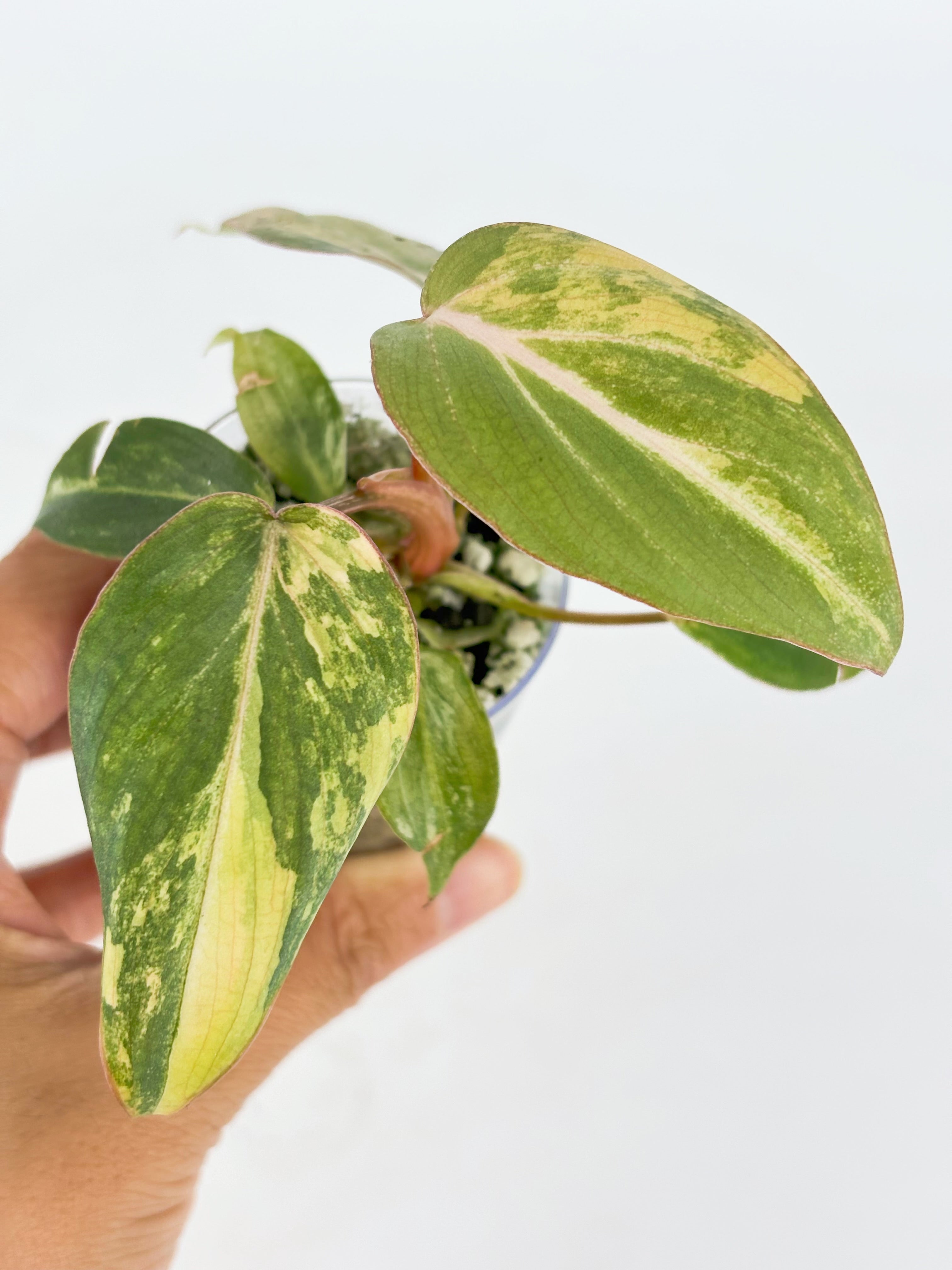 Philodendron Gloriosum Tricolor@BC Warehouse